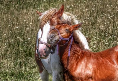 Portrait of horse in grass