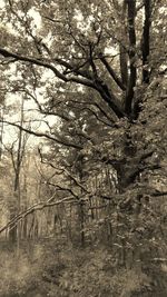 Bare trees in forest