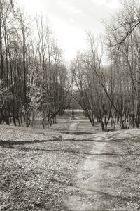 Bare trees on field against sky