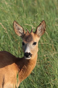 Portrait of deer on field, roebuck 
