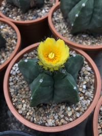 High angle view of succulent plant in pot