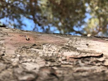 Close-up of tree trunk against plants