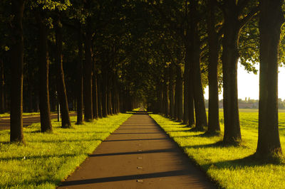 Footpath amidst trees in forest