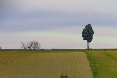 Scenic view of agricultural field against sky