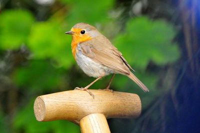 Close-up of bird perching on tree