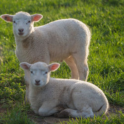 Portrait of sheep on grassy field