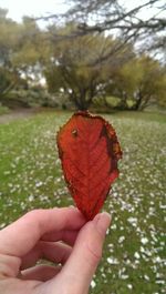 Close-up of hand holding dry leaves