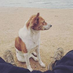 Low section of man standing on beach