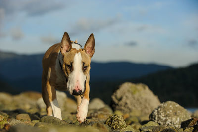 Portrait of dog on rock against sky