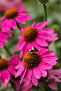 Close-up of pink flower