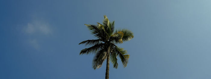 Low angle view of palm tree against clear blue sky