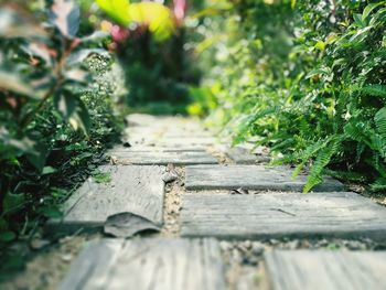 Close-up of plants growing in forest