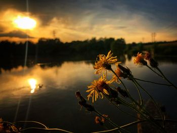Close-up of flowering plant against lake during sunset