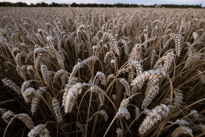 Close-up of wheat growing on field