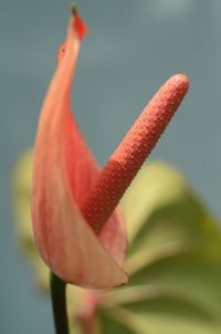 Close-up of orange lily on plant