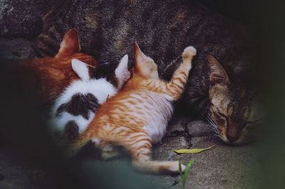 High angle view of cat sleeping