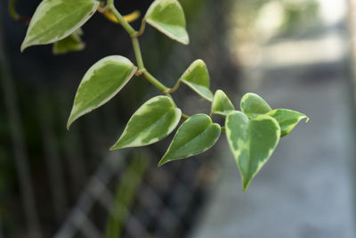 Close-up of fresh green plant