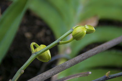 Close-up of green plant