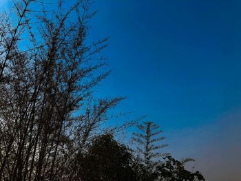 Low angle view of silhouette tree against clear blue sky