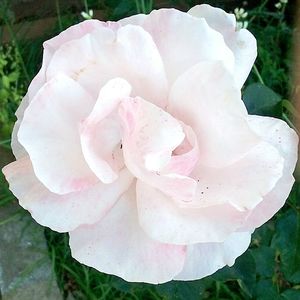 Close-up of pink rose