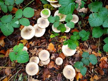 High angle view of mushrooms growing on field