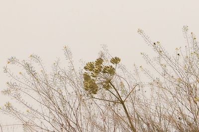 Low angle view of plants against clear sky