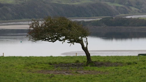 Tree on field by lake