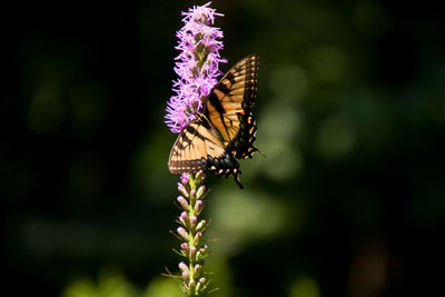 Close-up of butterfly pollinating on purple flower