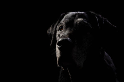 Close-up of dog looking away