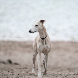 Dog on beach