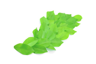 High angle view of green leaf on white background