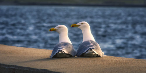 Close-up of seagulls perching on the sea