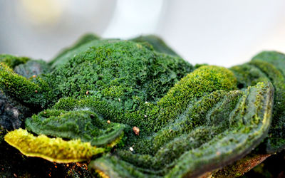 Close-up of green leaf on moss