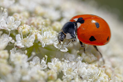 Close-up of ladybug on white flower