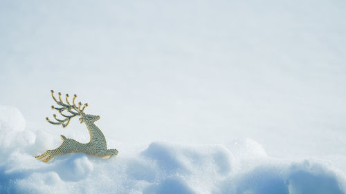 Close-up of lizard on snow over field