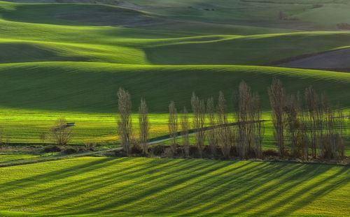 Scenic view of agricultural field