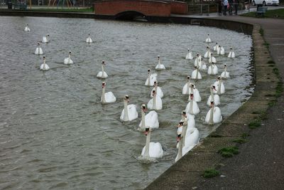 Swans swimming in lake