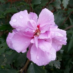 Close-up of pink flowers