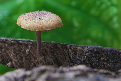 fungus