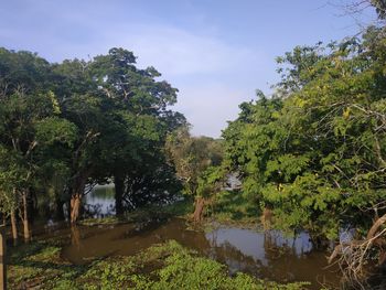 Trees by lake against sky