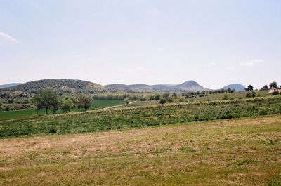 Scenic view of field against sky