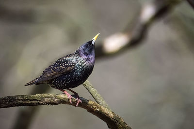 Close-up of bird perching on branch