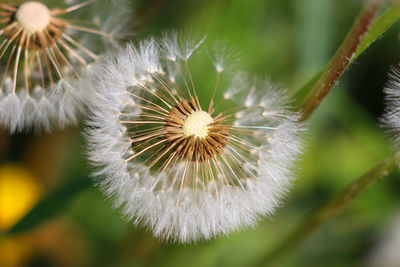 Close-up of dandelion on plant