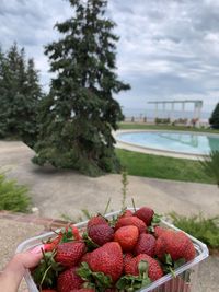 Close-up of hand holding strawberries