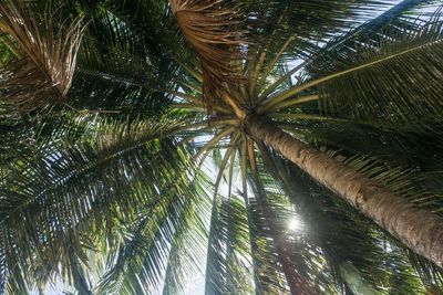 Low angle view of palm trees