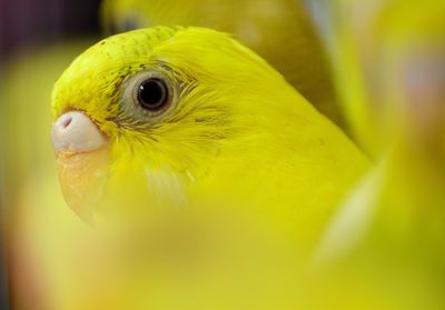 Close-up of a bird