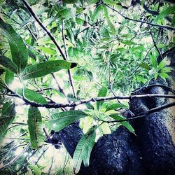 Plants growing on tree