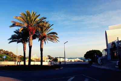 Palm trees with buildings in background