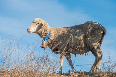 Adult sheep grazing with its cowbell hanging from its neck