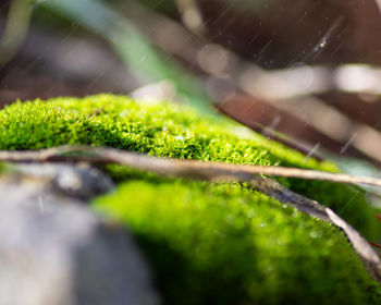 Close-up of raindrops on moss